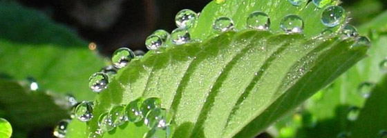 Environmental Monitor | Evapotranspiration