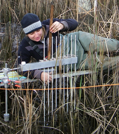 Measuring salt-marsh surface elevation with an RSET. (Credit: U.S. Geological Survey)