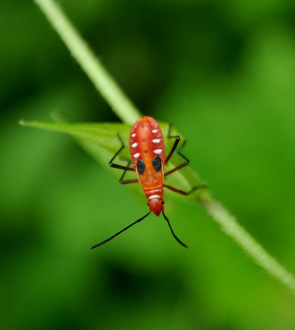 Suhot Insect Environmental Monitor | DNA sequencing of insect soup shows biodiversity