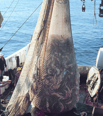 Cod End Environmental Monitor | Research documents damage from trawl and dredge ...