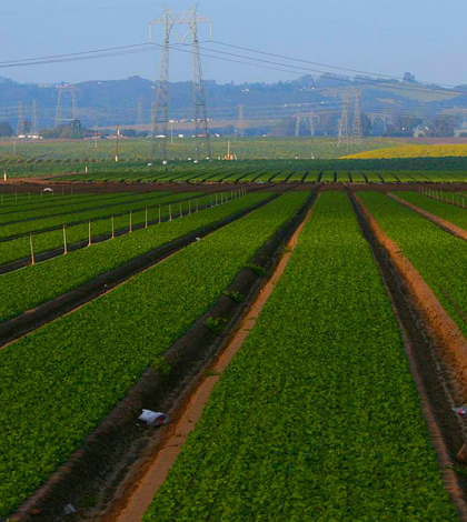 Agriculture in Monterey County (Credit: Richard Masoner, via Flickr)