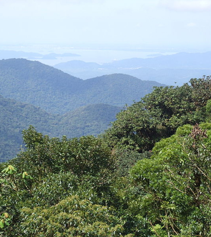 Tropical forests are absorbing more carbon dioxide. (Credit: Deyvid Setti, via Wikimedia Commons/CC BY 3.0)