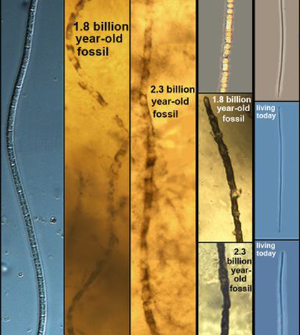 Environmental Monitor | Bacteria that hasn't evolved in 2 billion