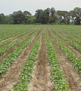 strip-till farming Researchers find that strip-tilling yields better crops. (Credit: Soil Science/CC BY 2.0)