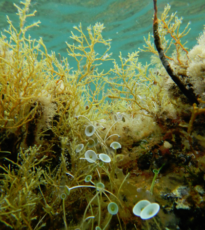 Mermaid’s wineglass algae (center, bottom) near the study site. (Credit: Emily Carrington)