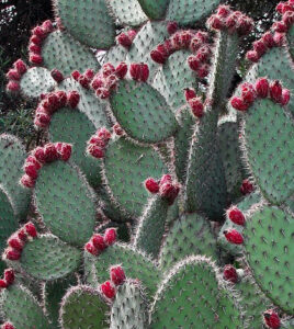 Prickly pear cactus. (Credit: Public Domain)