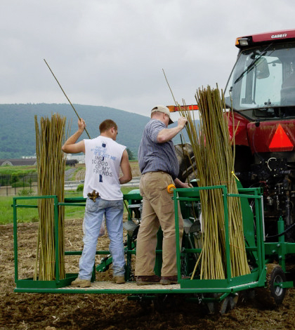 Researchers planted shrub willow seedlings in 2012 on land formerly owned by the State Correctional Institution at Rockview. The biomass crop will regrow and will be harvested every three years. (Credit: Penn State University)