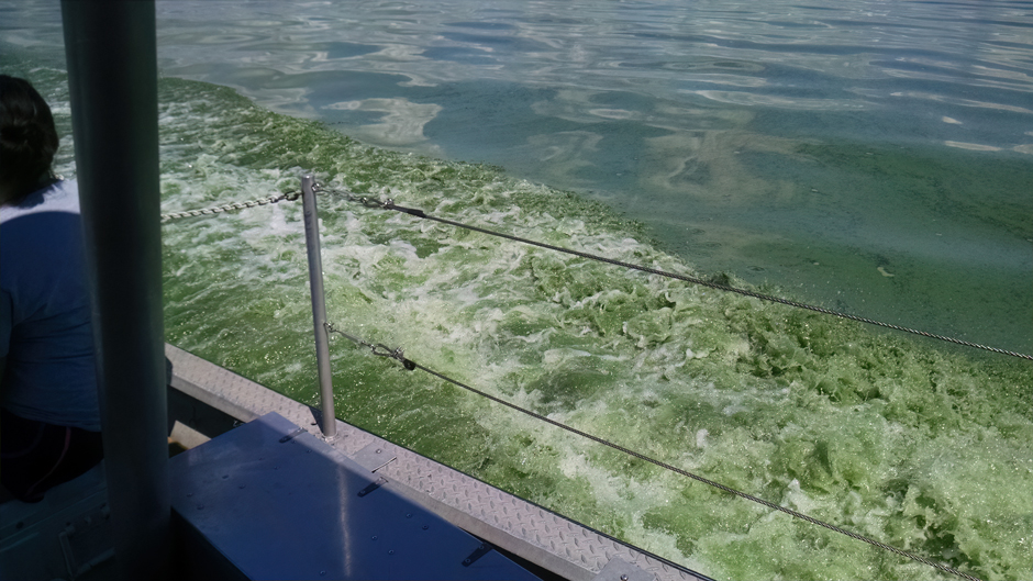 Picture of the 2015 bloom in Maumee Bay