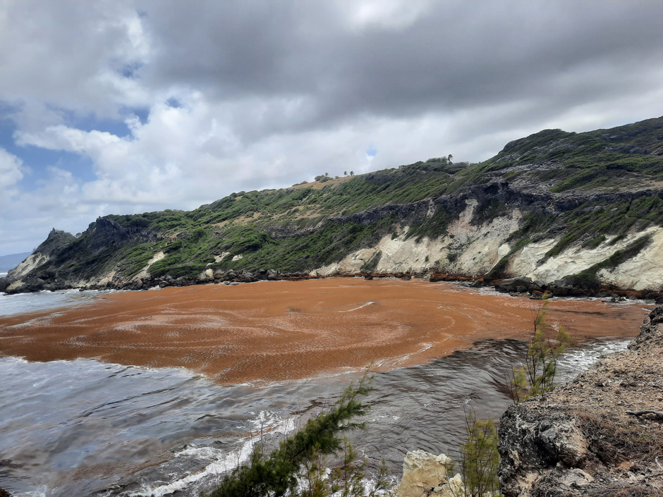 A sargassum mat fills a bay in Barbados.