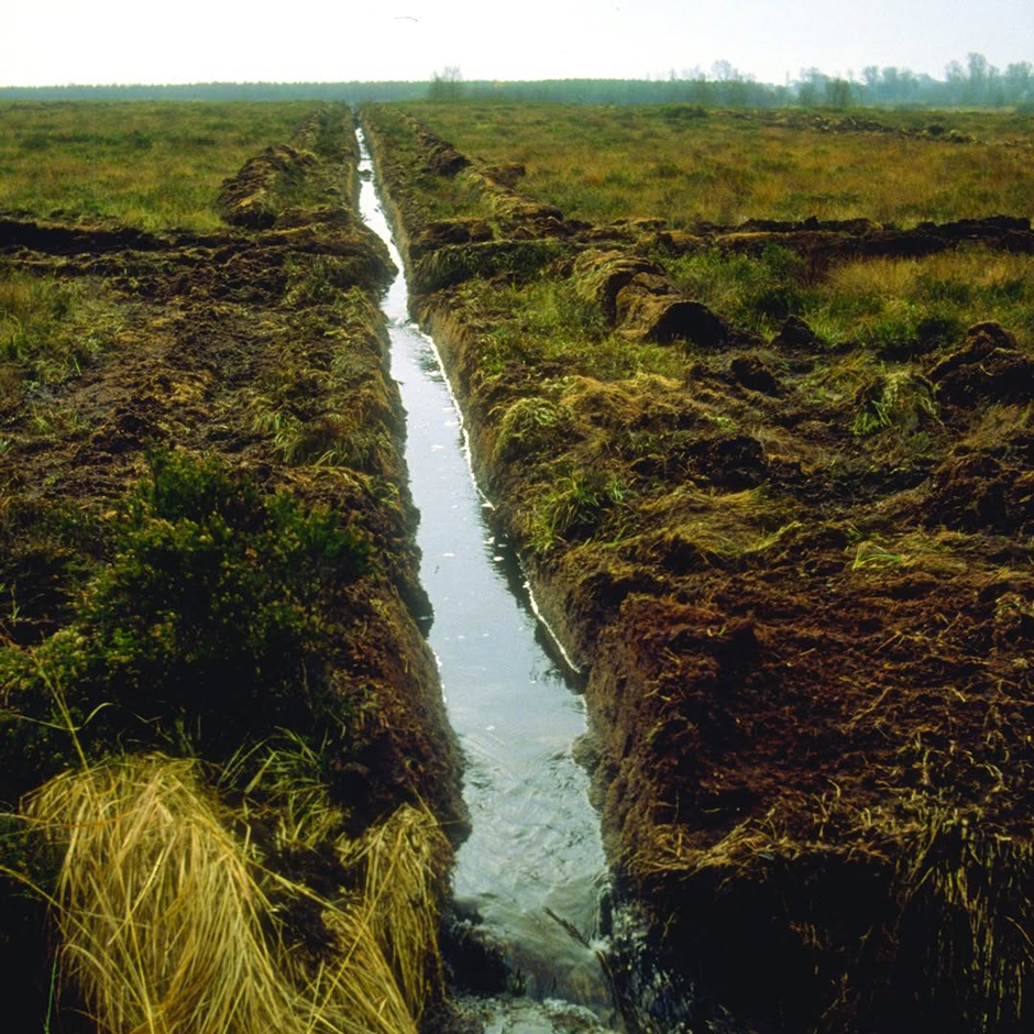 A drain running through a bog. Loss of water shrinks the peat and contributes to drying, which increases carbon emissions. As the bog dries, non-peat-building flora proliferate.