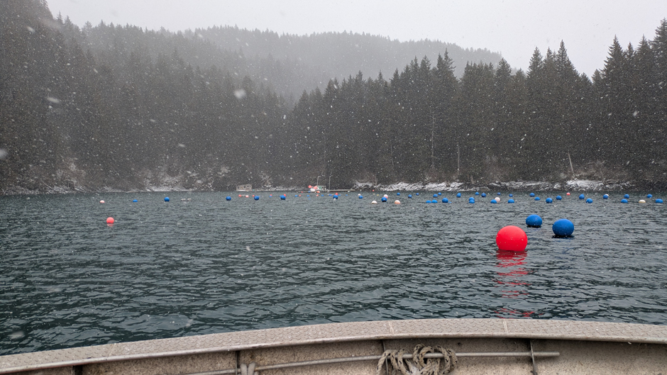 MarRecon partner farm, Spinnaker Sea Farms, on a snowy spring day. This farm is located in Kachemak Bay near Homer, Alaska.