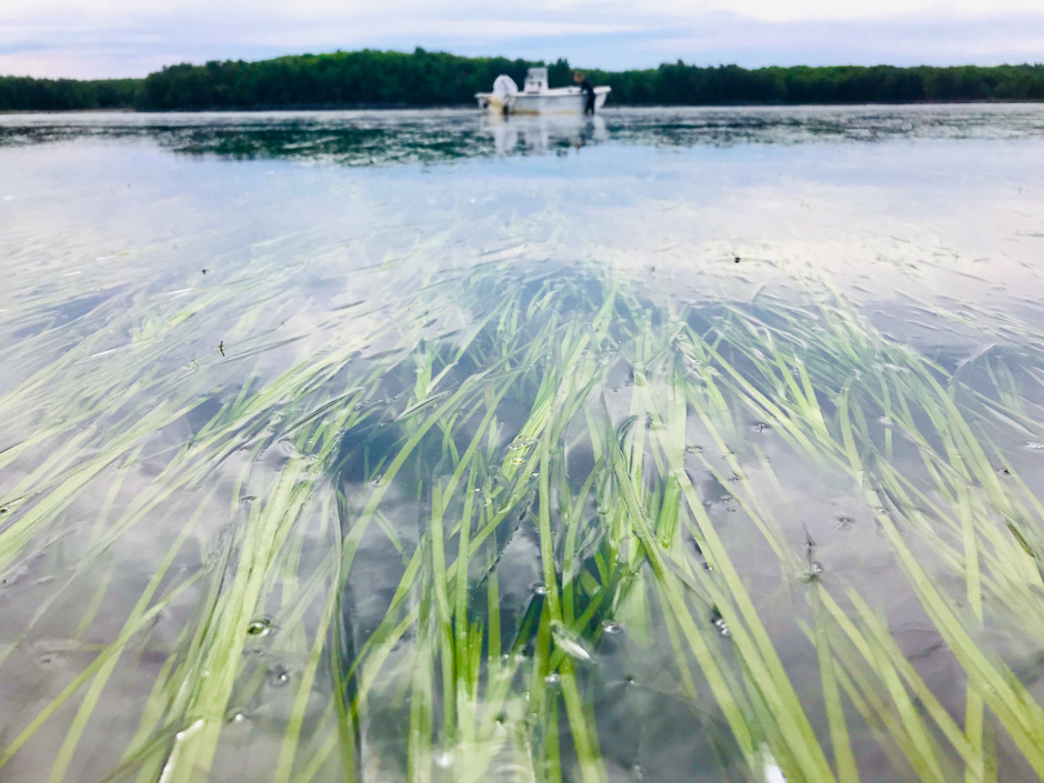 Eelgrass monitoring- this time looking at how they impact the nitrogen concentration of water by monitoring dissolved nitrogen and eelgrass cover.