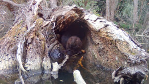 Two beavers sit in the hollowed-out interior of a large felled tree in the middle of one of their ponds.