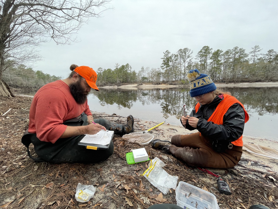 Processing Crayfish Waccamaw River, North Carolina.