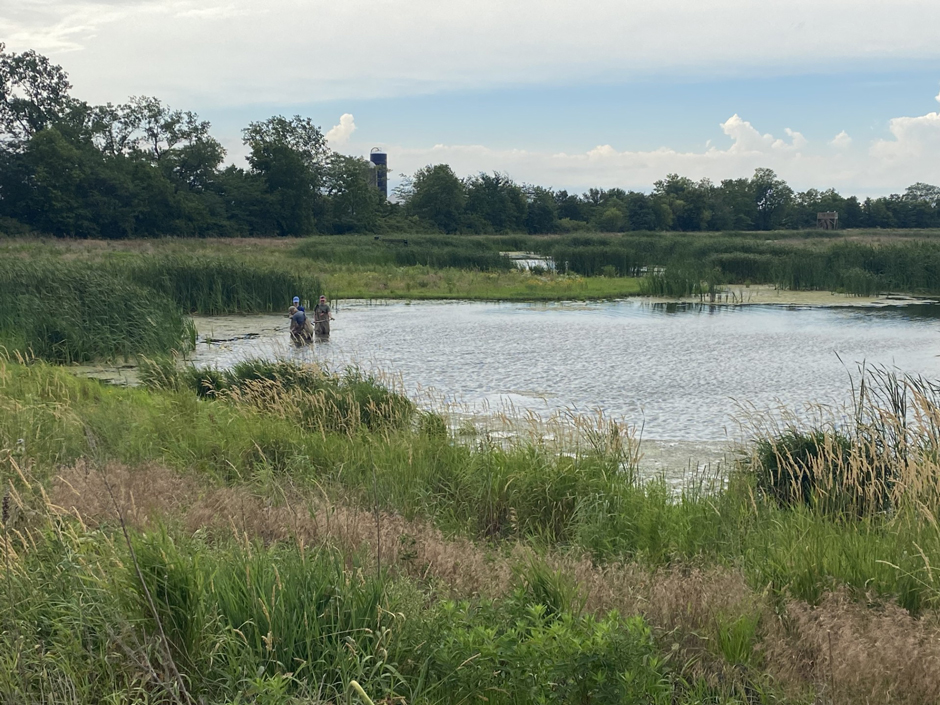 Graduate and undergraduate students collecting sediments samples at Burntwood-Langenkamp Wetland in July 2024.