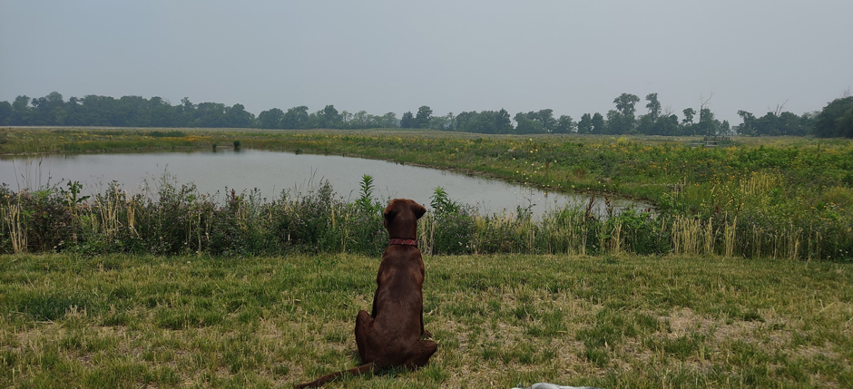 The official mascot of Burntwood-Langenkamp Wetland, the dog, Steve Jr. 
