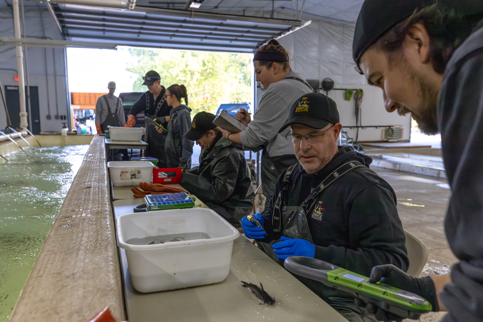 Inland Fisheries Research Unit staff marking fingerling Blue Catfish with passive integrated transponder (PIT) tags prior to stocking for a research project.