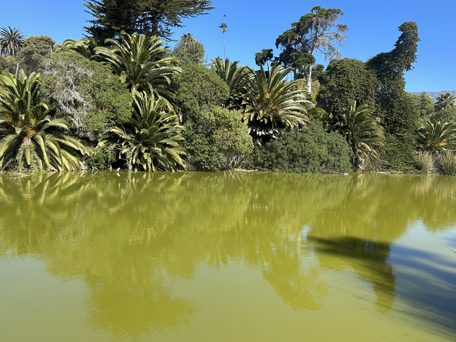 The Andrée Clark Bird Refuge sports a bright green color due to algae. This waterbody provides complex challenges for the Creeks Division to monitor and alleviate.