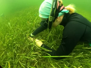 Dr. Enie Hensel makes a small puncture in Thalassia testudinum blades for growth analysis.