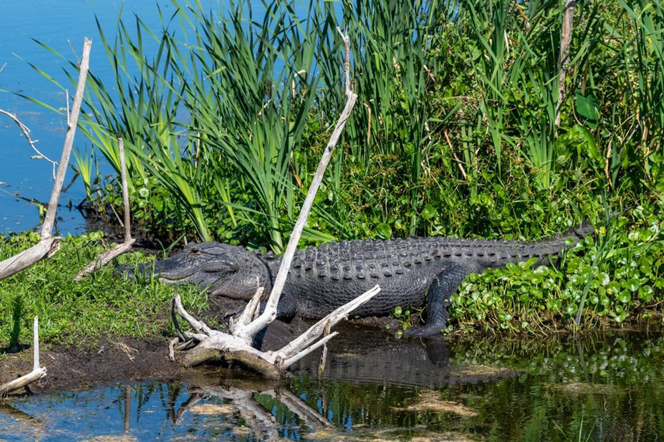 An alligator along the restored wetlands on the north shore of Lake Apopka.