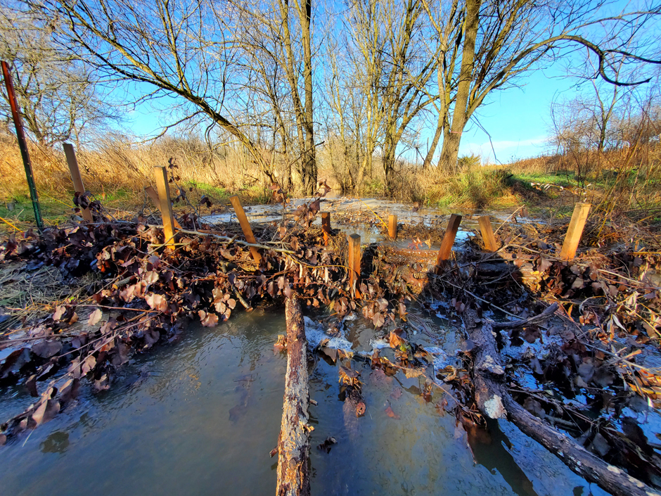 After the first storm, post-install dams were slowing the flow and trapping organic matter.