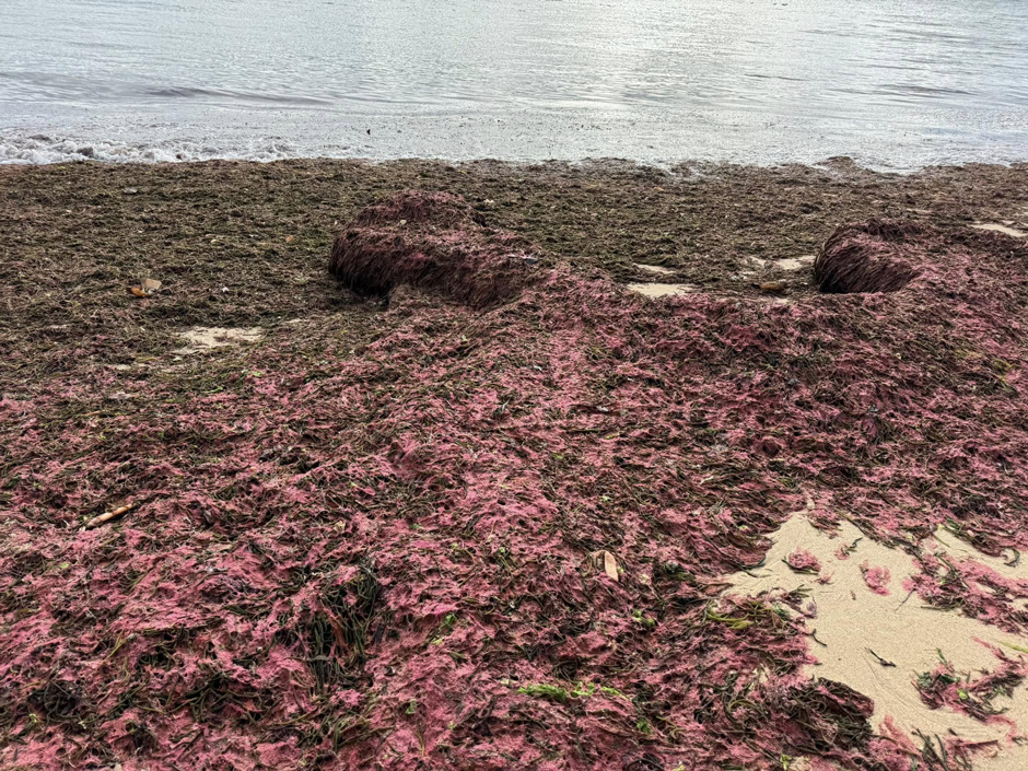 An influx of Codium fragile (Dead Man’s Fingers) and Dasysiphonia japonica at Popponesset Spit. 