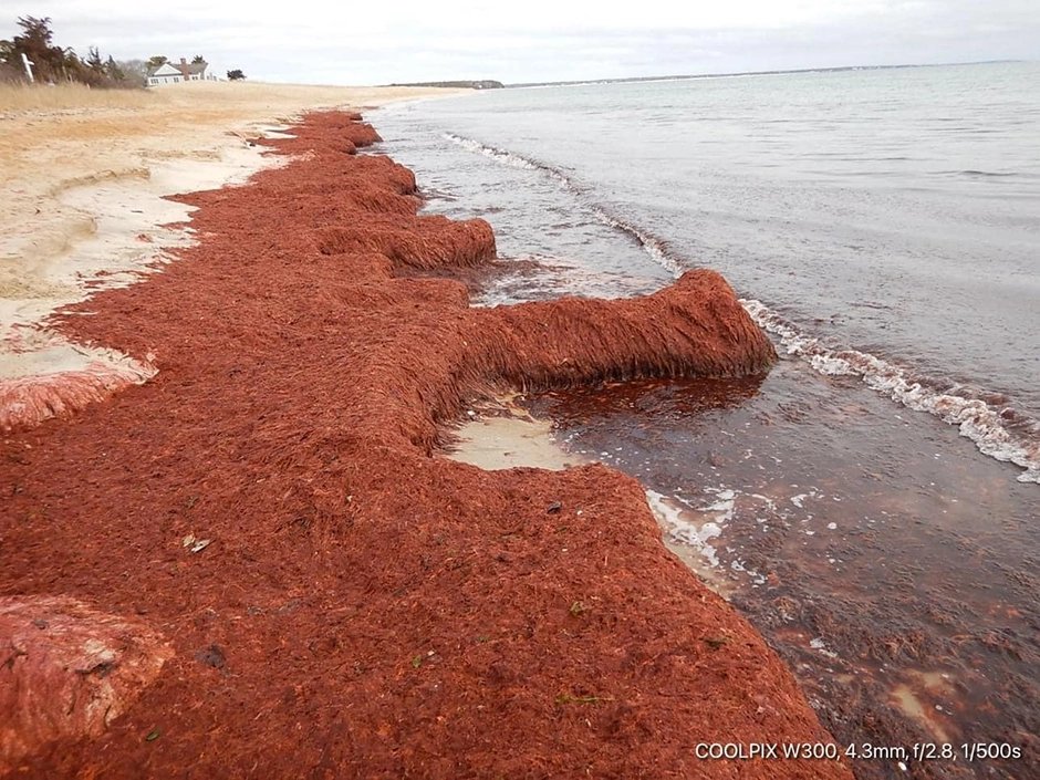Dasysiphonia japonica inundation on Popponesset Spit in January 2021.