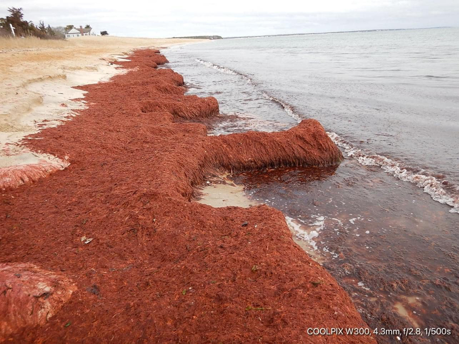 Dasysiphonia japonica inundation on Popponesset Spit in January 2021.