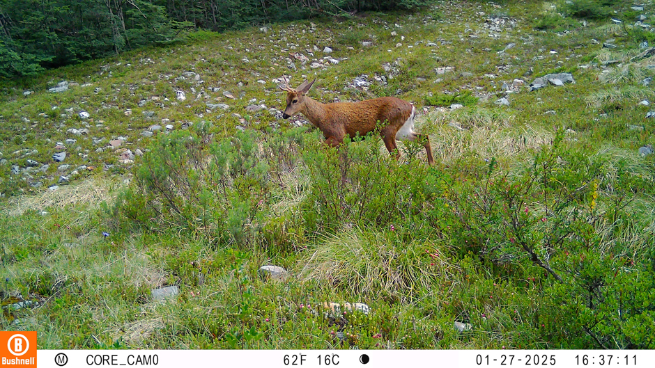 Adult male huemul deer captured by a camera trap in Pucheguin (Valle Río Manso) on January 27th, 2025.
