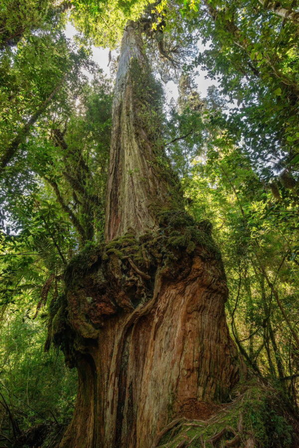An ancient alerce, an iconic Chilean conifer, is protected by law. Studies have shown that it can store large amounts of carbon, making it a key ally in mitigating the climate crisis. Puchegüín is home to 11% of the world’s alerce trees.