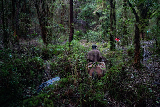 An arriero and his horse on the historic trail to Paso El León. The route was historically used to move livestock between Chile and Argentina. Today it continues to be used for herding, and is also links Cochamó with Argentina, crossing the Andes through native forests, crystal-clear rivers, and mountain landscapes.