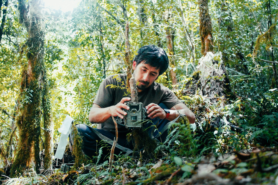 Fernando Novoa, Puelo Patagonia wildlife veterinarian, installing camera traps in Puchegüín.