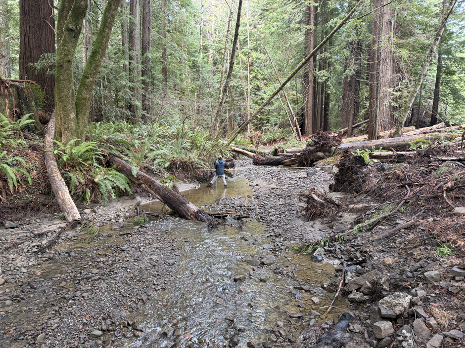 PWA Hydrologists work in the Coastal Redwoods to enhance salmonid habitat by placing large wood in strategic locations.