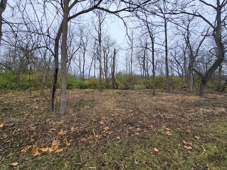 Riparian area along Big Darby Creek after invasive honeysuckle was cleared. Tree and shrub planting to follow in spring 2026.