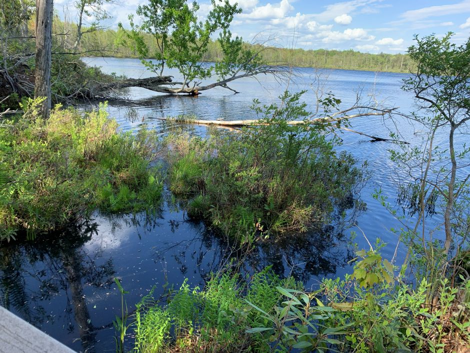 View from the protected shoreline of Lake Lacawac.