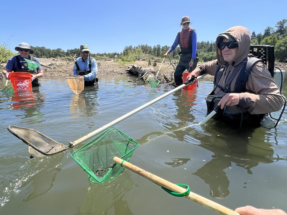 Before construction crews could begin restoring the East Fork Lewis River, aquatic species like lamprey, mussels, painted turtles, and fish had to be captured and relocated safely outside of the project area. In this photo, people are capturing juvenile lamprey.